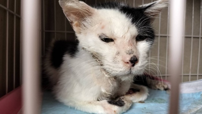 保護されたばかりの猫