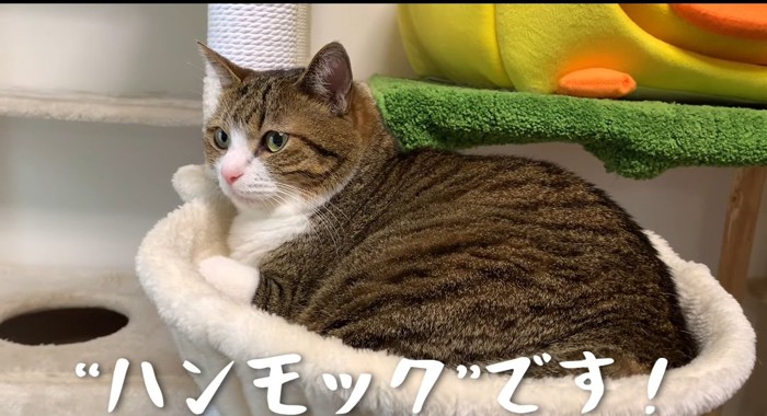 ハンモックの中の猫