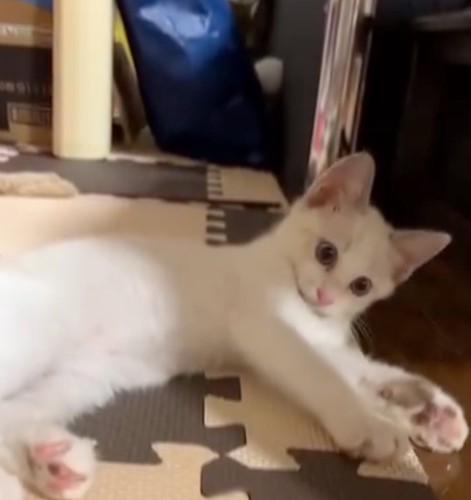白い子猫