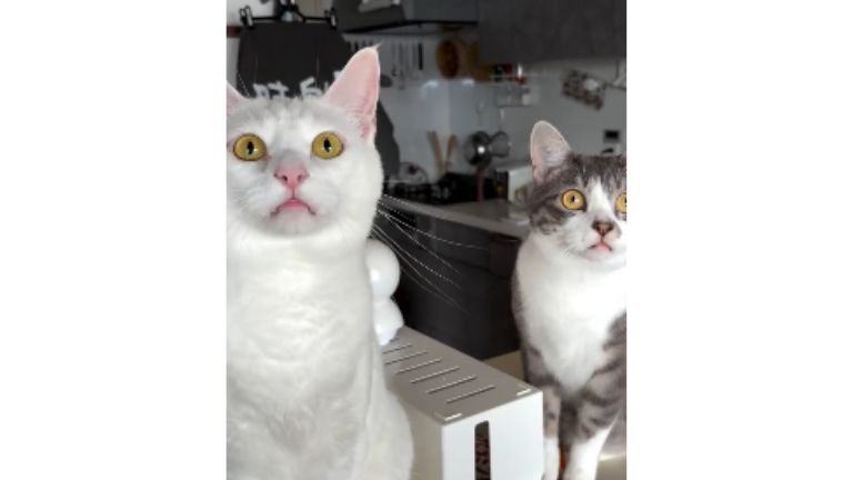 室内にいる猫