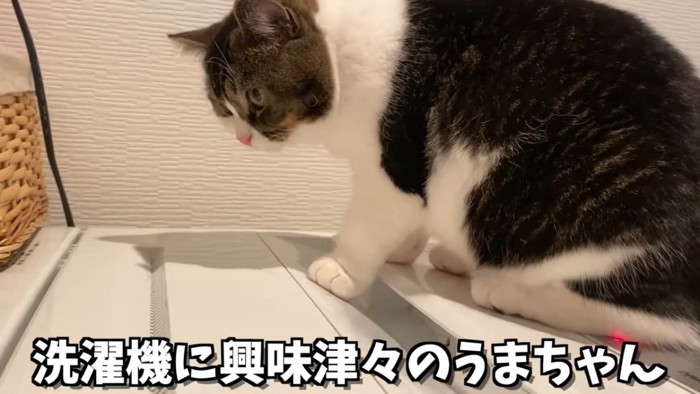 洗濯機の上に座る猫