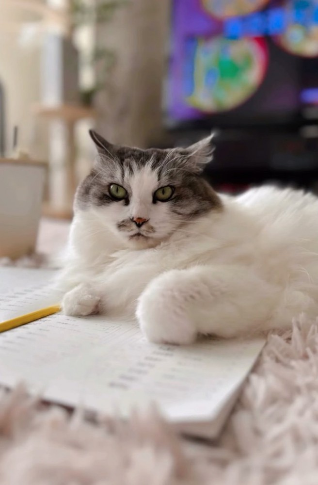 くつろぐ猫