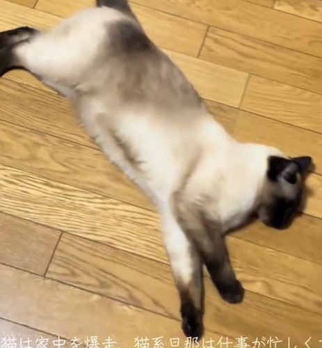 くつろぐ猫