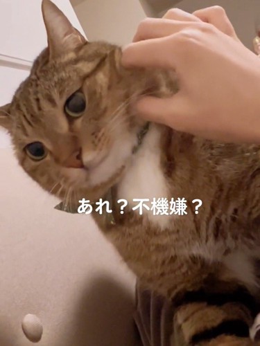 顔を触られる猫