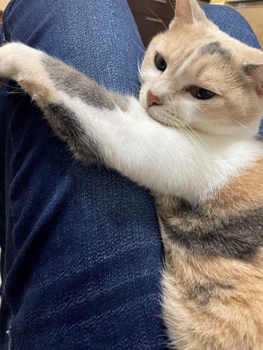 飼い主の太ももにしがみつく猫