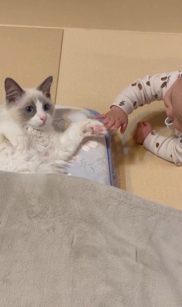 寝そべっている猫と猫の手を触っている赤ちゃん
