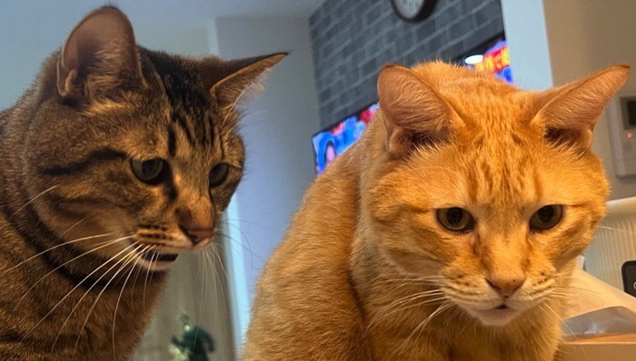 ボウルに入った小さな魚を見る2頭の猫