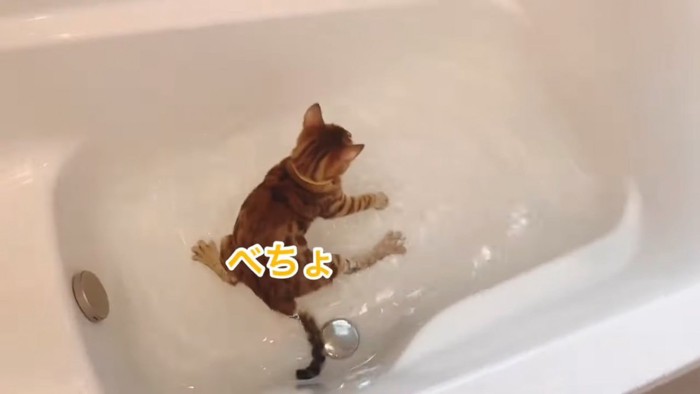 足がお湯に入っている猫