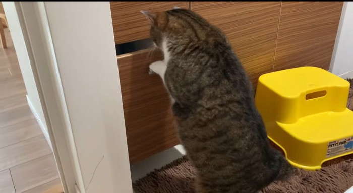 引き出しを開ける猫