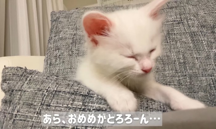 おめめがとろろ〜んの文字と子猫