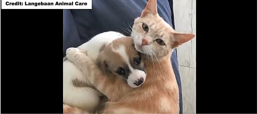 猫と子犬