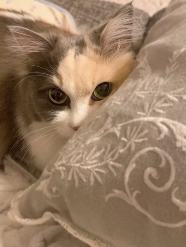 こちらを見つめる猫