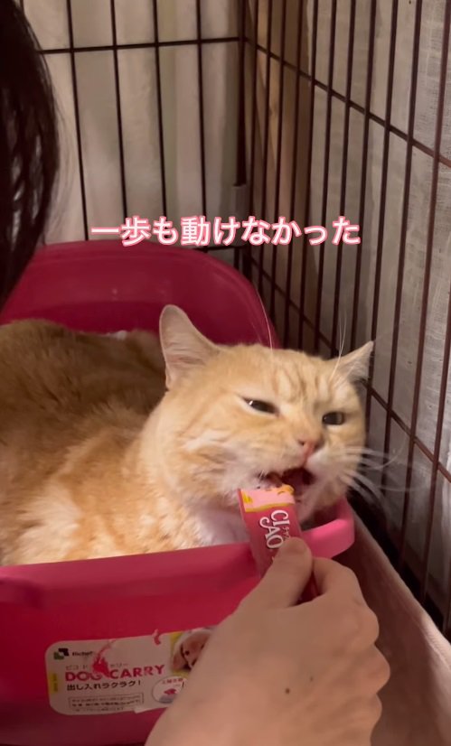 ケージの中でおやつを食べる猫