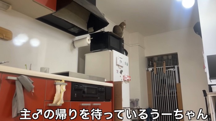 レンジの上にいる猫
