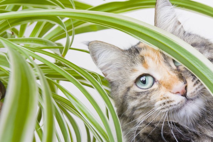 植物と猫