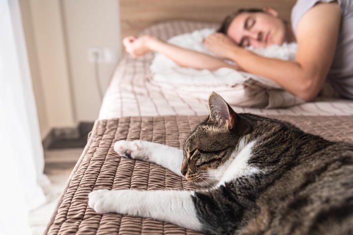 並んで寝ている猫と男性