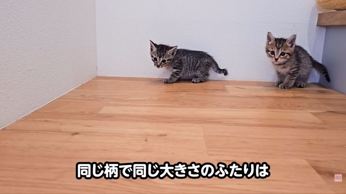 テロップ「同じ柄で~」