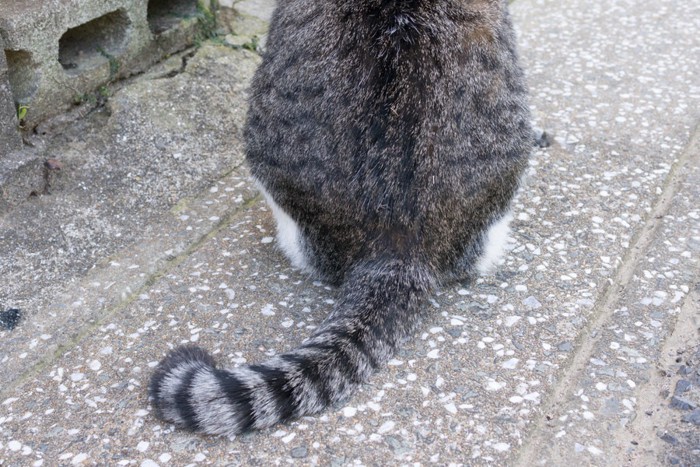 鍵尻尾の猫