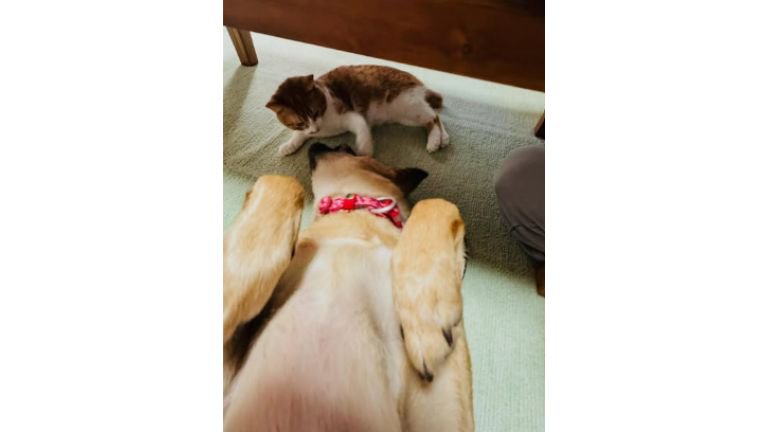 猫と犬