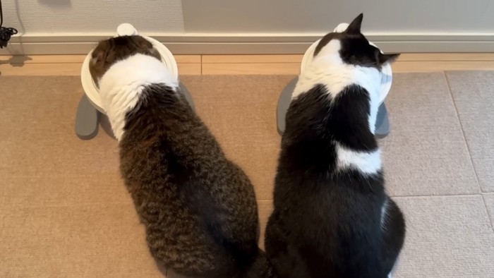 並ぶ猫