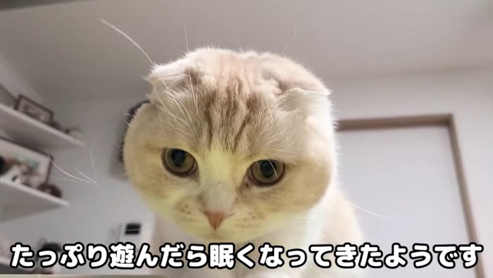 眠そうな猫