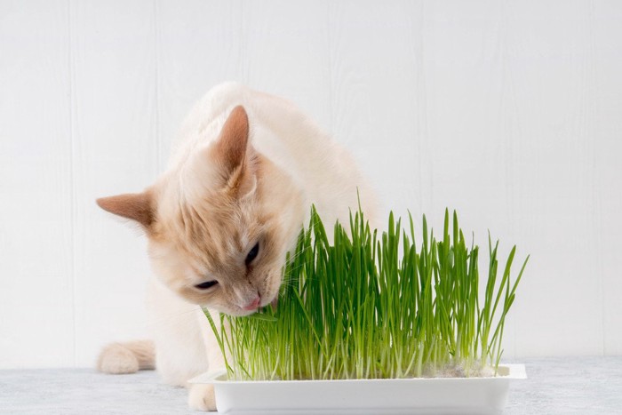 猫草を食べる猫