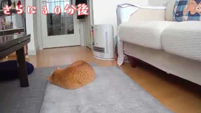 カメラに背中を向けて寝る猫