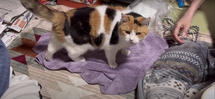 タオルの上に立っている猫