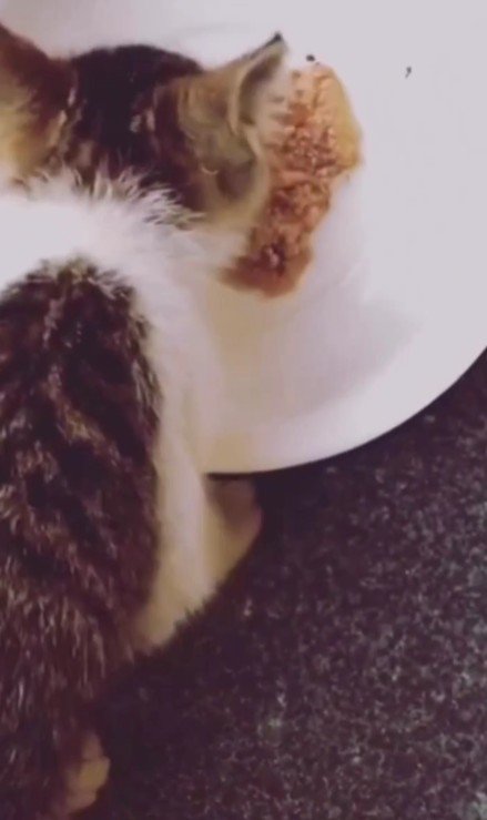 ごはんを食べる子猫