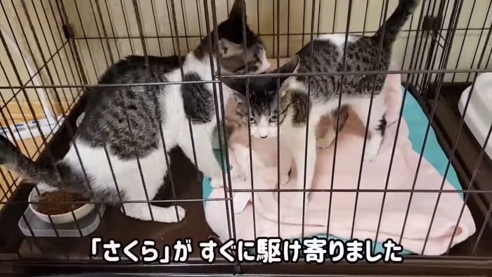 しっぽを立てて向かい合う2匹の猫