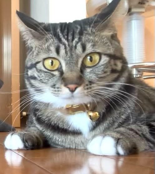 こちらを見る猫