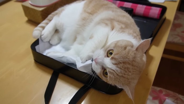 半紙を咥えて