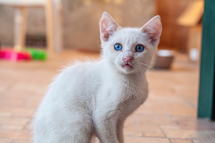 鼻の周りが汚れている猫