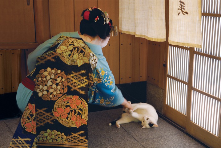 ねこの京都1