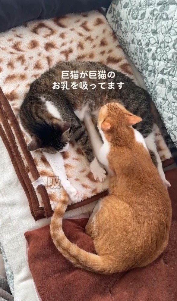 吸う猫