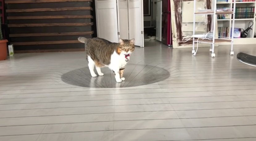 トリックアートの上に立って見つめる猫