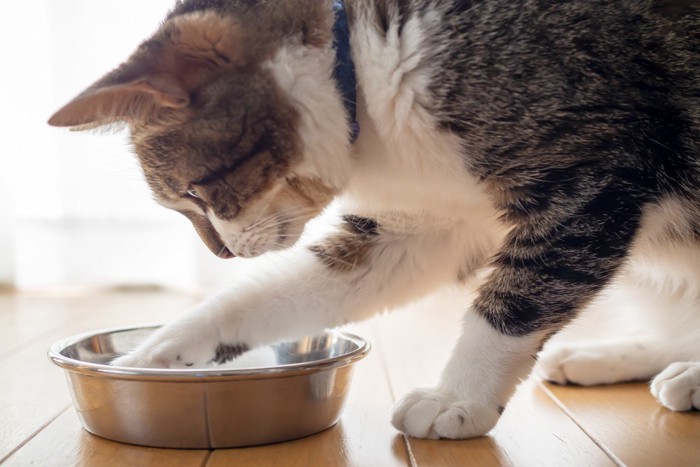 食器を覗き込む猫