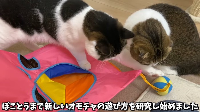 ボールに手をのばす猫