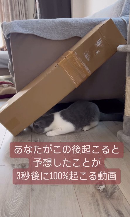 ダンボールの下に体を入れる猫