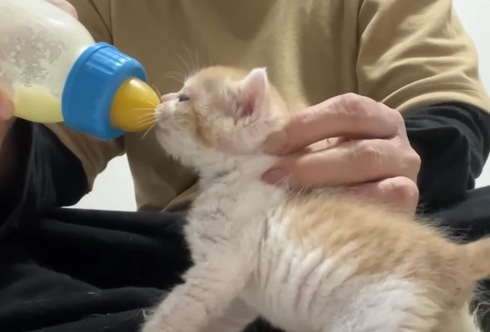 ミルクを飲む仔猫の横顔