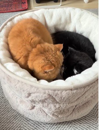 ひとつのベッドに入る2匹の猫