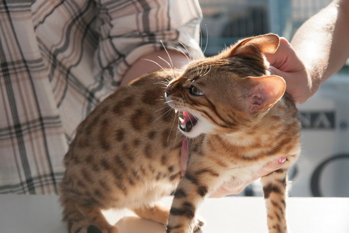 撫でられて怒る猫