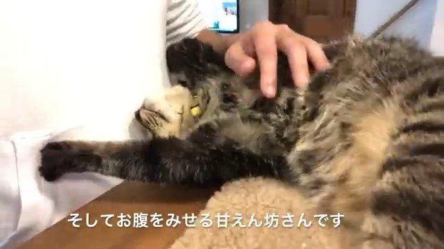 撫でられて仰向けになる猫