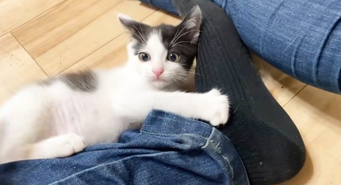 人間の足と白黒猫1匹