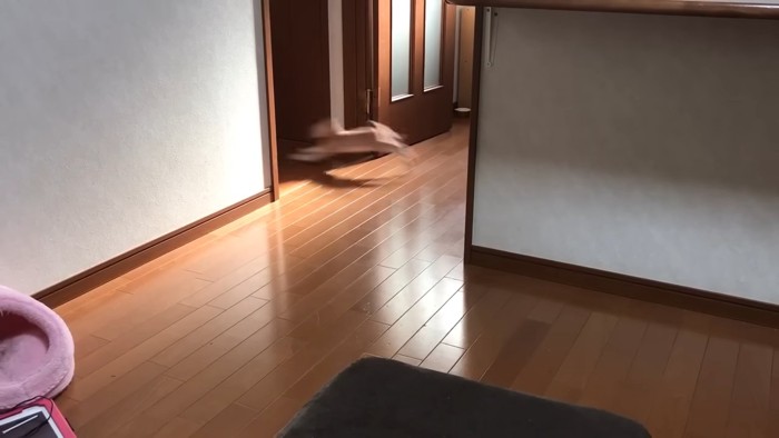 部屋から出ていく子猫