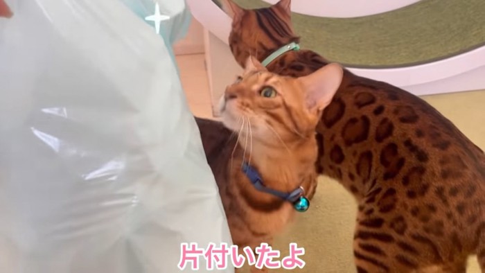 袋を見る猫