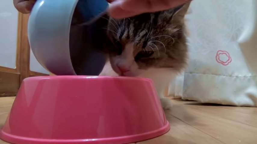 ご飯を食べる猫