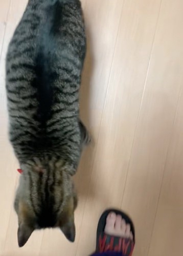 足を追いかける猫