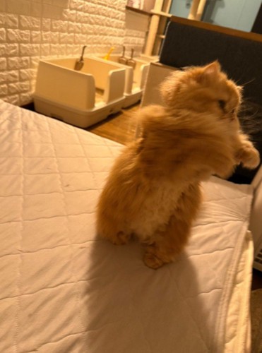 立ち上がり手を動かす猫