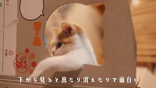 段ボールの穴から覗く子猫